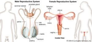 genital system changes