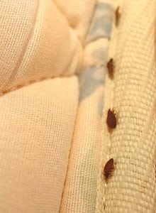 bedbug insect bite