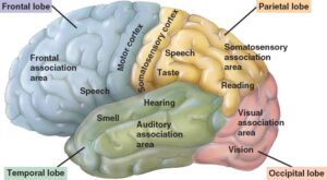 Cerebral Cortex depiction